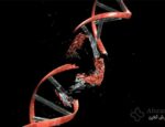 آسیب DNA در افراد دیابتی موجب افزایش خطر بروز سرطان می‌گردد