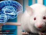 دانشمندان-مغز-انسان-و-موش-سایبورگ-را-به-هم-متصل-کردند(1)
