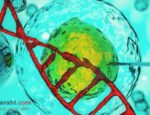 ساخت سلول‌های انسانی مقاوم به ویروس با کمک علم ژنتیک