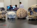 چرا مغز انسان-تا این-اندازه-بزرگ-است